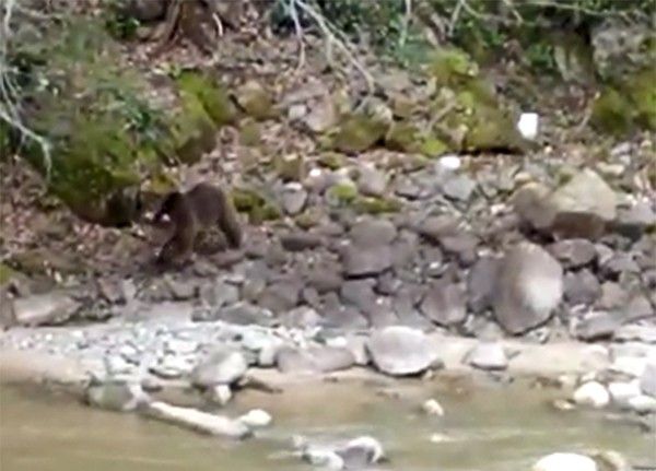 İkizdere ilçe merkezine kadar inen yavru ayı böyle görüntülendi