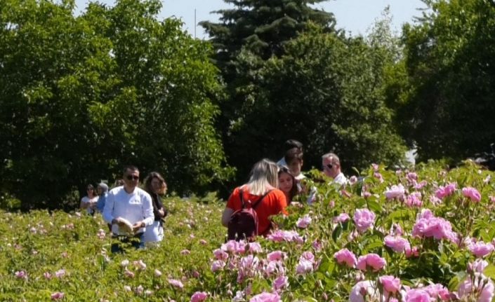 Isparta dünya gül yağı üretiminin yaklaşık yüzde 65’ini tek başına karşılıyor