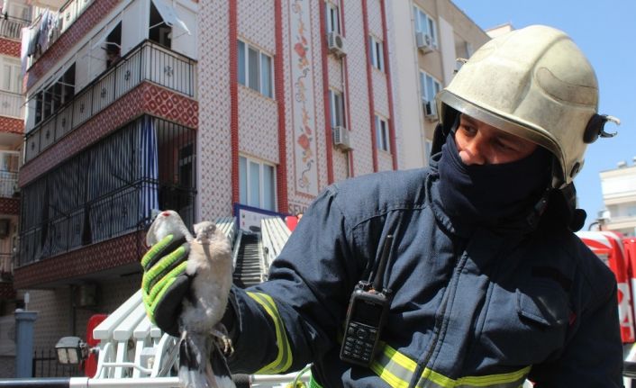 İtfaiyeden kumru kurtarma seferberliği