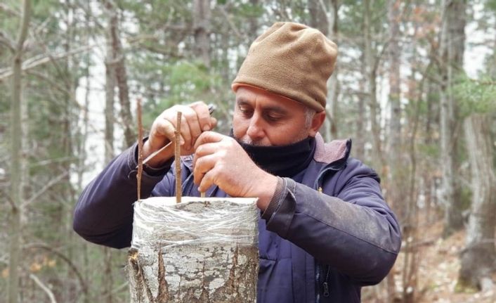 Kazdağları’nda kestane üretimi artacak