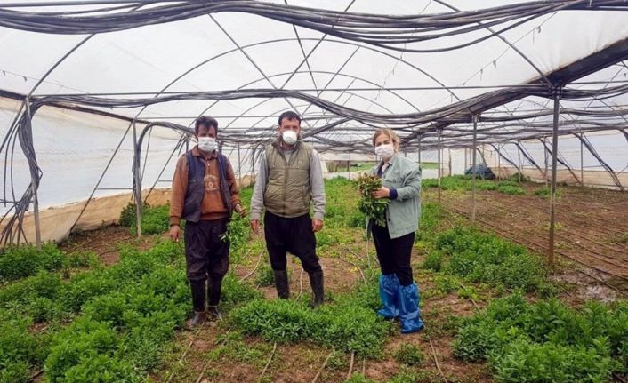 Kilis’te tarımsal üretim devam ediyor