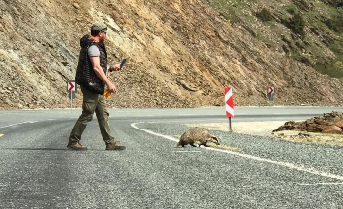 Kırmızı listedeki porsuk yolda yaralı bulundu, tedavi altına alındı