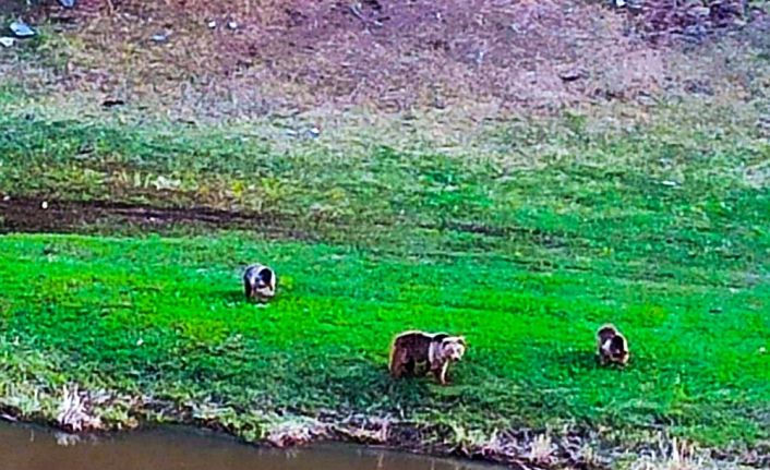 Kış uykusundan uyanan Boz ayılar dere yatağına indi