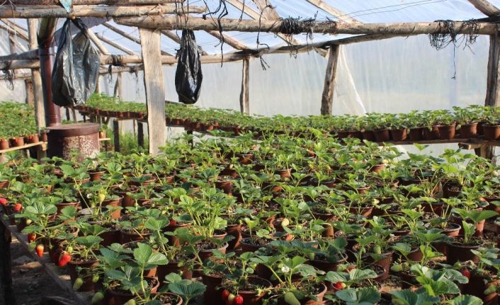 Korona virüs salgını sonrası Milli Piyango bileti satamayınca çilekçiliğe başladı