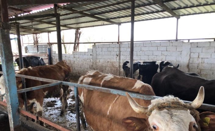 Milas’ta aşılama çalışmaları devam ediyor