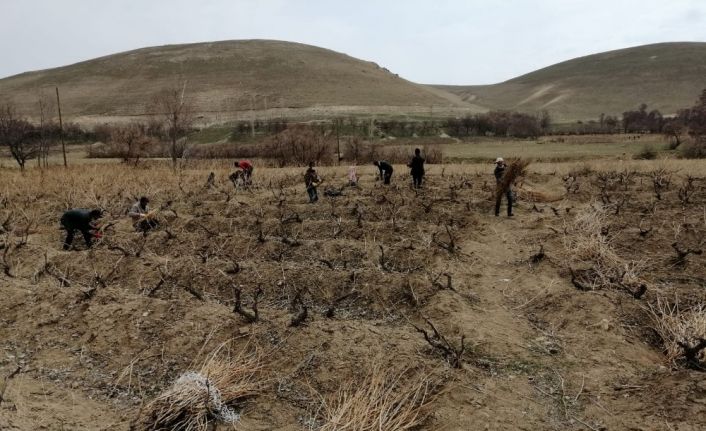 Milletvekili Arvas: “Tarımsal ve kültürel değeri olan Erciş üzümünü yaygınlaştırıyoruz”