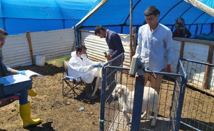 Müdür Özçalık: "Halk elinde küçükbaş hayvan ıslahı ülkesel projesi meyvelerini veriyor"