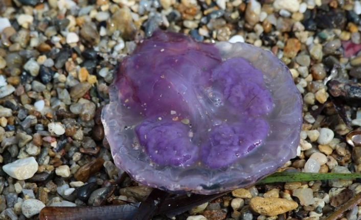 Ölü halde bile zehir saçan Pergelli denizanası Kuşadası Körfezi’nde ortaya çıktı