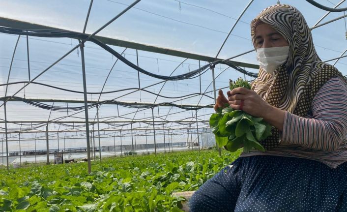 (Özel) İç Anadolu’nun ’Antalya’sı’da üretim hız kesmeden devam ediyor