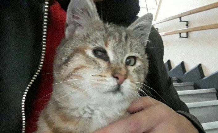 (Özel)İtalyan astrofizikçi korona günlerinde kaybolan kedisini arıyor