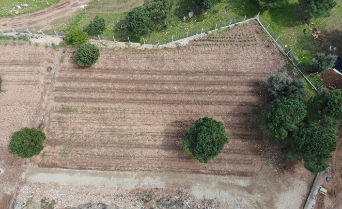 (Özel) PAÜ, BİYOM arazisinde hiçbir bitkiye zarar vermeden alt yapı çalışmasını tamamladı