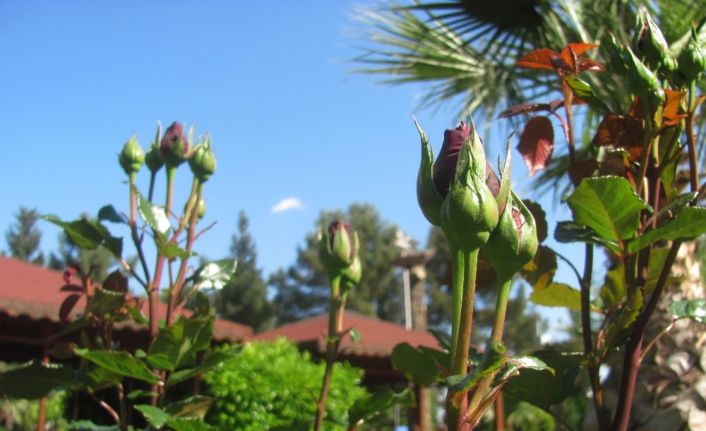 Recep Tayyip Erdoğan Parkı’nda bu bahar güller sessiz sedasız açıyor