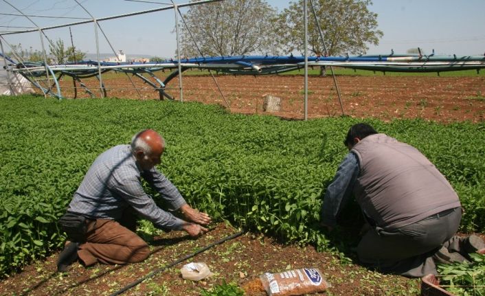 Sokağa çıkma yasağı Kilis’te organik sebze talebini arttırdı