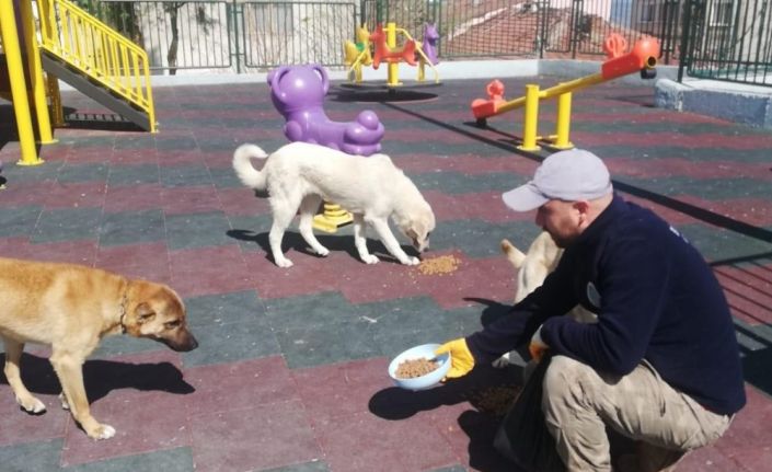 Sokak hayvanları için günde 50 kilo yem ve mama bırakılıyor