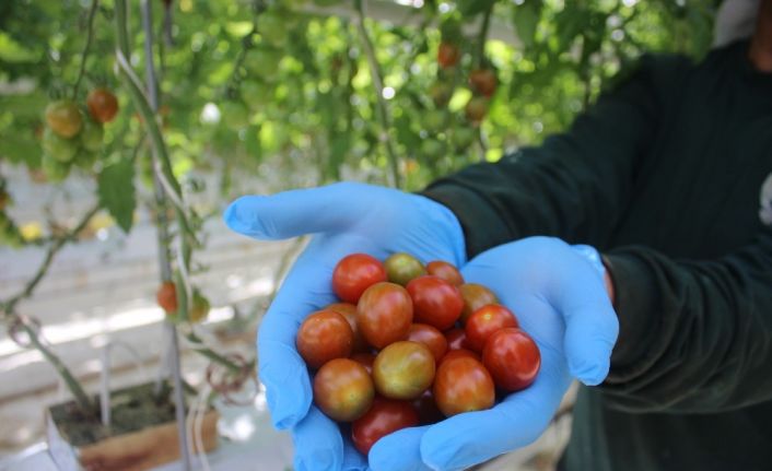 Topraksız tarım ile yılda 3 bin 500 ton domates üretiliyor