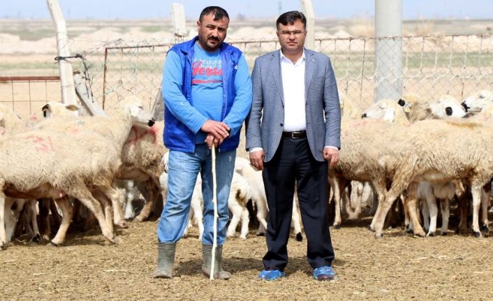 Türkiye’de 53 milyon hayvan üreticisine 1 milyar 100 milyon destek ödemesi