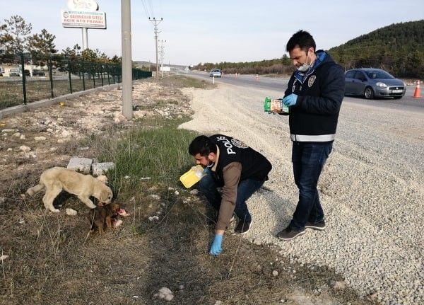 Uygulama noktasına gelen yavru köpeklere polisler sahip çıktı