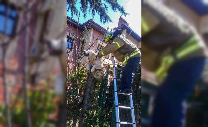 Villanın çitlerine takılan köpeğin yardımına itfaiye ekipleri yetişti