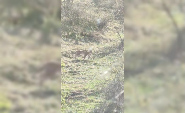 Virüs sessizliği vaşakları açığa çıkardı