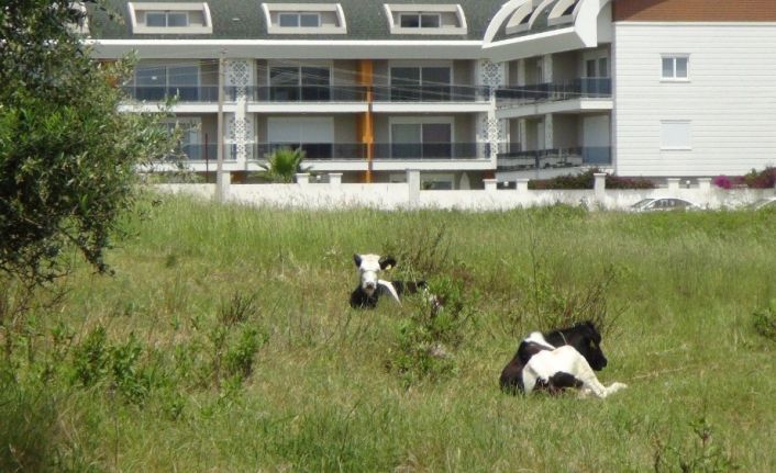 15 gündür aynı yerde bağlı olarak yaşayan dört inek mahallelinin tepkisini çekiyor