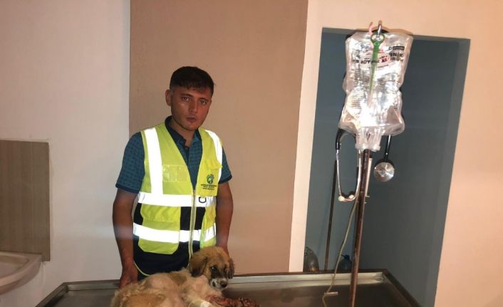 1 hafta boyunca bacağı parçalanmış halde aç susuz tedavi edilmeyi bekledi