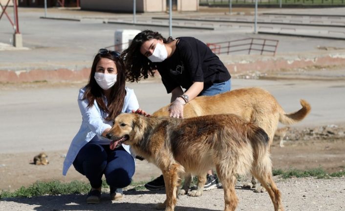 4 günlük kısıtlama öncesi sokak hayvanlarına mama ve su desteği