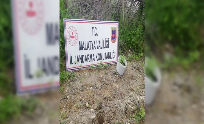 750 kök kaçak kenevir bitkisi ele geçirildi