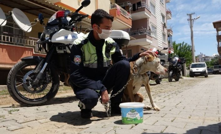 Antalya’da şahin polis ekipleri, sokakta yaşayan sahipsiz hayvanlar için seferber oldu