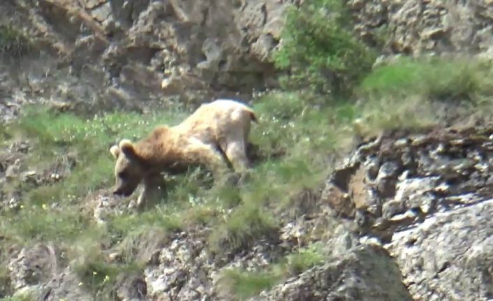 Boz ayı su içmek için Çoruh vadisine indi