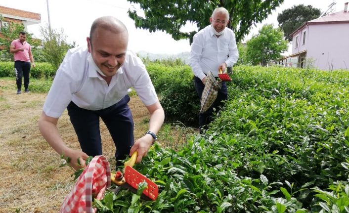 CHP Giresun Milletvekili Tığlı, yaş çay fiyatını iyi buldu, kotayı eleştirdi