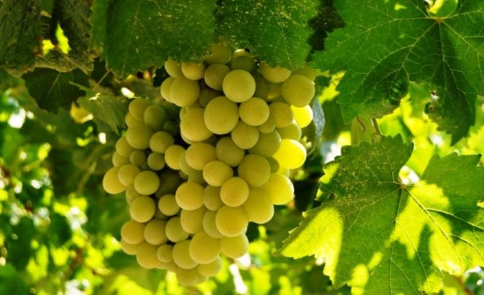 Çiftçinin en önemli gelir kaynağı ’Delice beyazı’: 50 bin adet üretildi