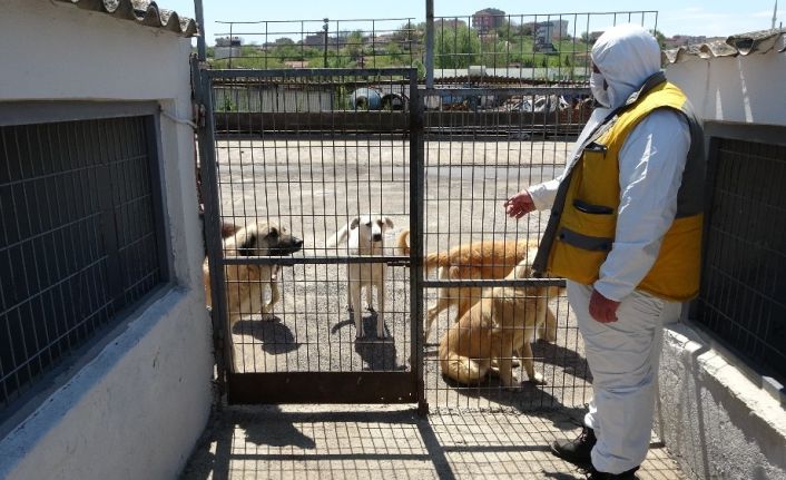 Çorlu Belediyesi Hayvan Bakımevi kısıtlama günlerinde çalışmalarını sürdürüyor