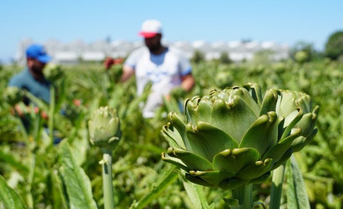 Enginar üreticisi ithal enginardan dertli