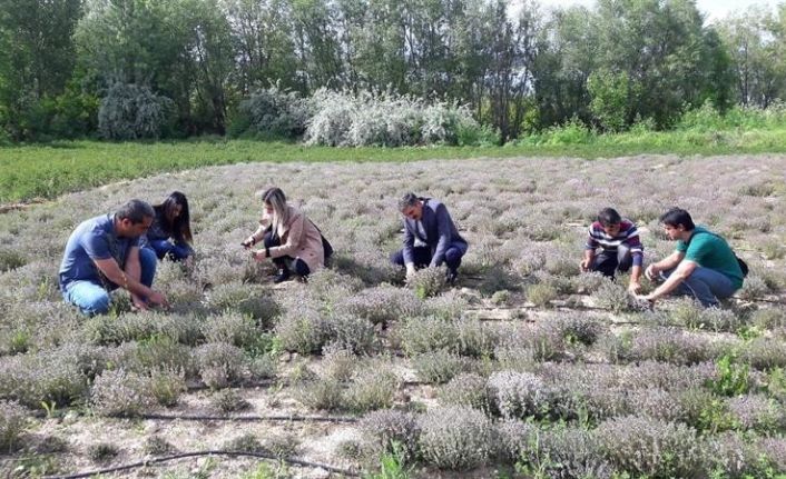 Genç çiftçi, doğal olarak Nane, Kekik ve Portakal yağı üretmeye başladı