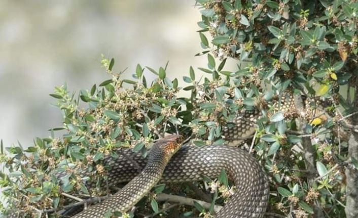 Görülünce korkulan bu yılan, tam bir çiftçi dostu çıktı