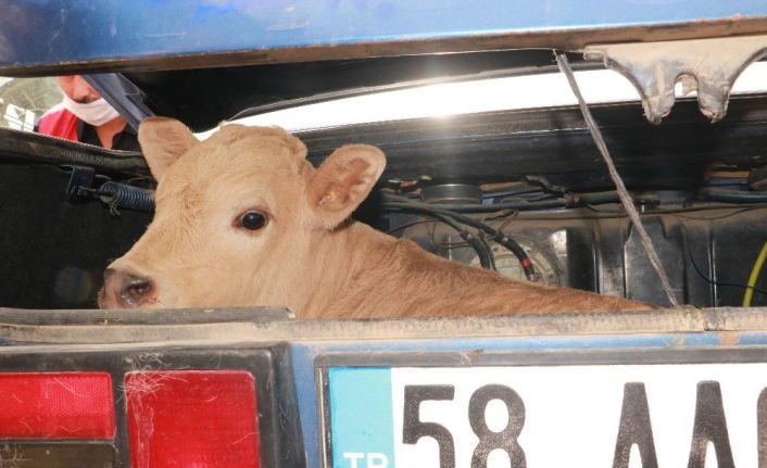 Hurdaya dönen araçtan 3 yaralı çıktı, bagajdaki buzağı olup bitenleri izledi