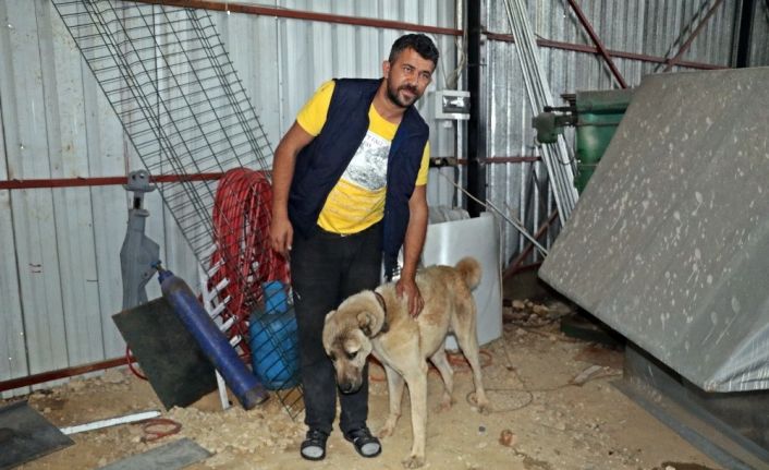 İnsafa gelen hırsızlar çaldıkları köpek ve güvercinleri 10 gün sonra sahibine geri gönderdi