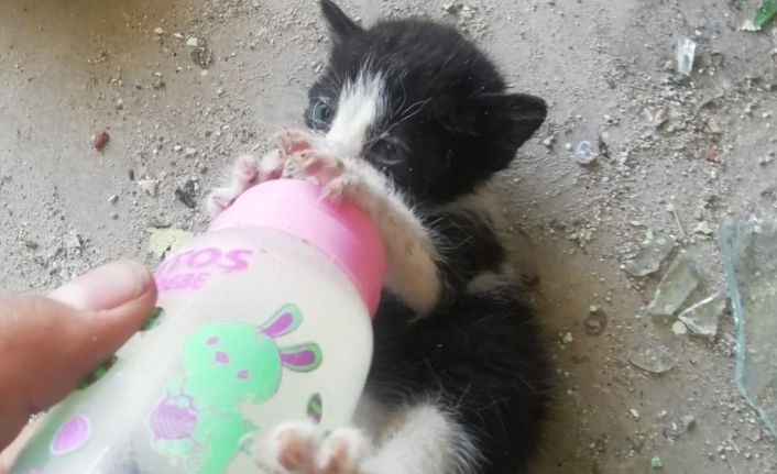 Kediler için ilaç almaya giden öğrenciler döndüklerinde korkunç manzarayla karşılaştı