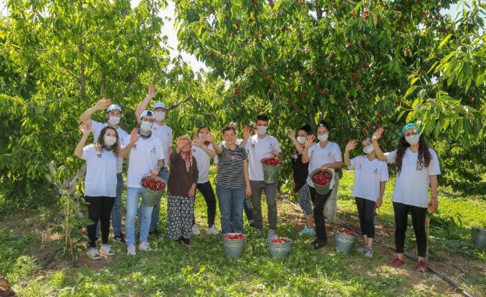 Kemalpaşa’da kiraz hasadı devam ediyor