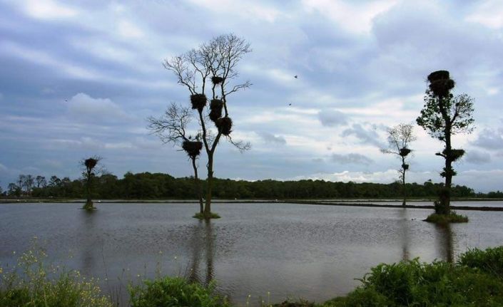 Kızılırmak Deltası Kuş Cenneti ‘kesin korunacak hassas alan’ ilan edildi