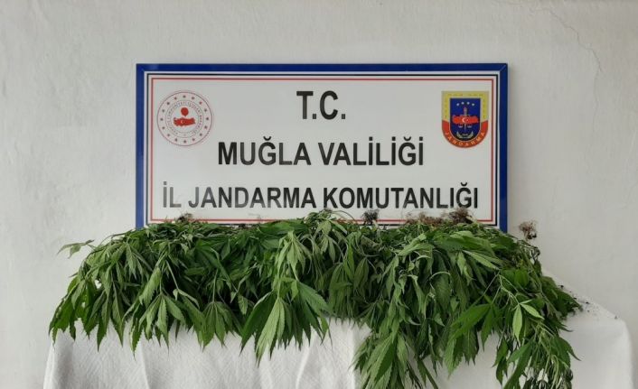 Köyceğiz’de kenevir bahçesine operasyon