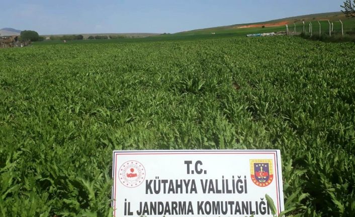 Kütahya’da 624 bin 440 kök kaçak ekilmiş haşhaş bitkisi ele geçirildi