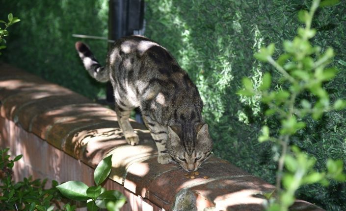 Manisa’da sokak hayvanlarına mama desteği sürüyor