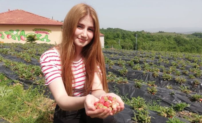 Osmanlı çileği ilk ürününü verdi