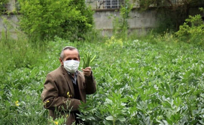 (Özel) 75 yaşındaki Şeker dede, bin bir zorluklarla bahçesinde yetiştirdiği baklaları ihtiyaç sahiplerine ulaştırmak istiyor
