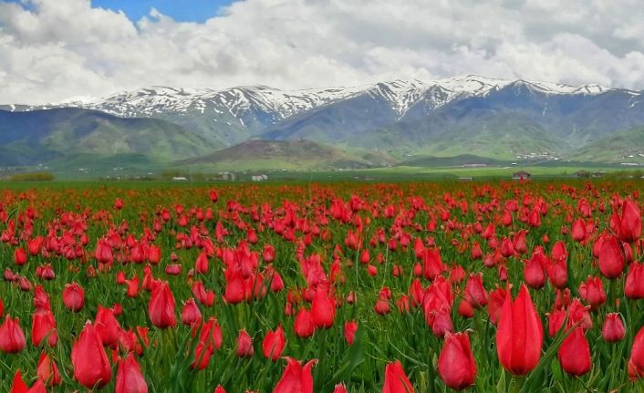 (Özel) Muş Ovası’nı kırmızıya bürüyen laleler kartpostallık görüntüler oluşturuyor