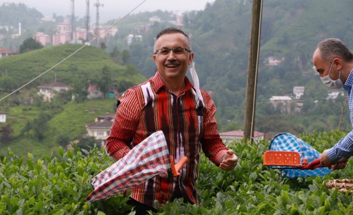 Rize Valisi Kemal Çeber: "Çay toplamak için Rize’ye gelmek isteyenlerin sayısı 36 bine, gelenlerin sayısı 7 bine ulaştı"
