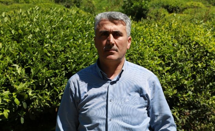 Rize’de yaş çay toplama sezonunun bir hafta içinde başlaması bekleniyor