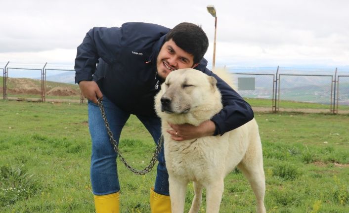 Safkan kangal saldırmaz