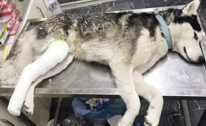 Sahip çıktığı sokak köpeğinin tedavisini de üstlendi